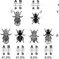 Pagrindinės chromosomų paveldimumo teorijos nuostatos